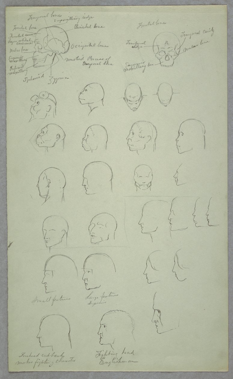 Dibujo, Estudios anatómicos, 1865-70 de Frederic Edwin Church