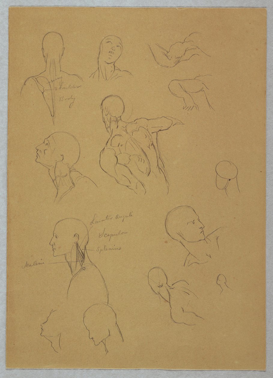 Dibujo, Estudios anatómicos, 1865-70 de Frederic Edwin Church
