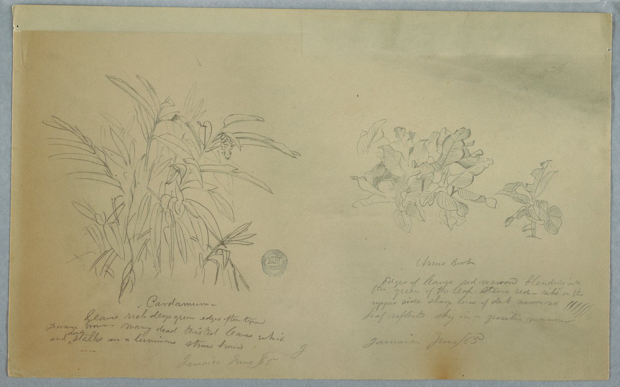 Dibujo, Estudios sobre el arrurruz y el cardamomo, Jamaica, junio de 1865 de Frederic Edwin Church