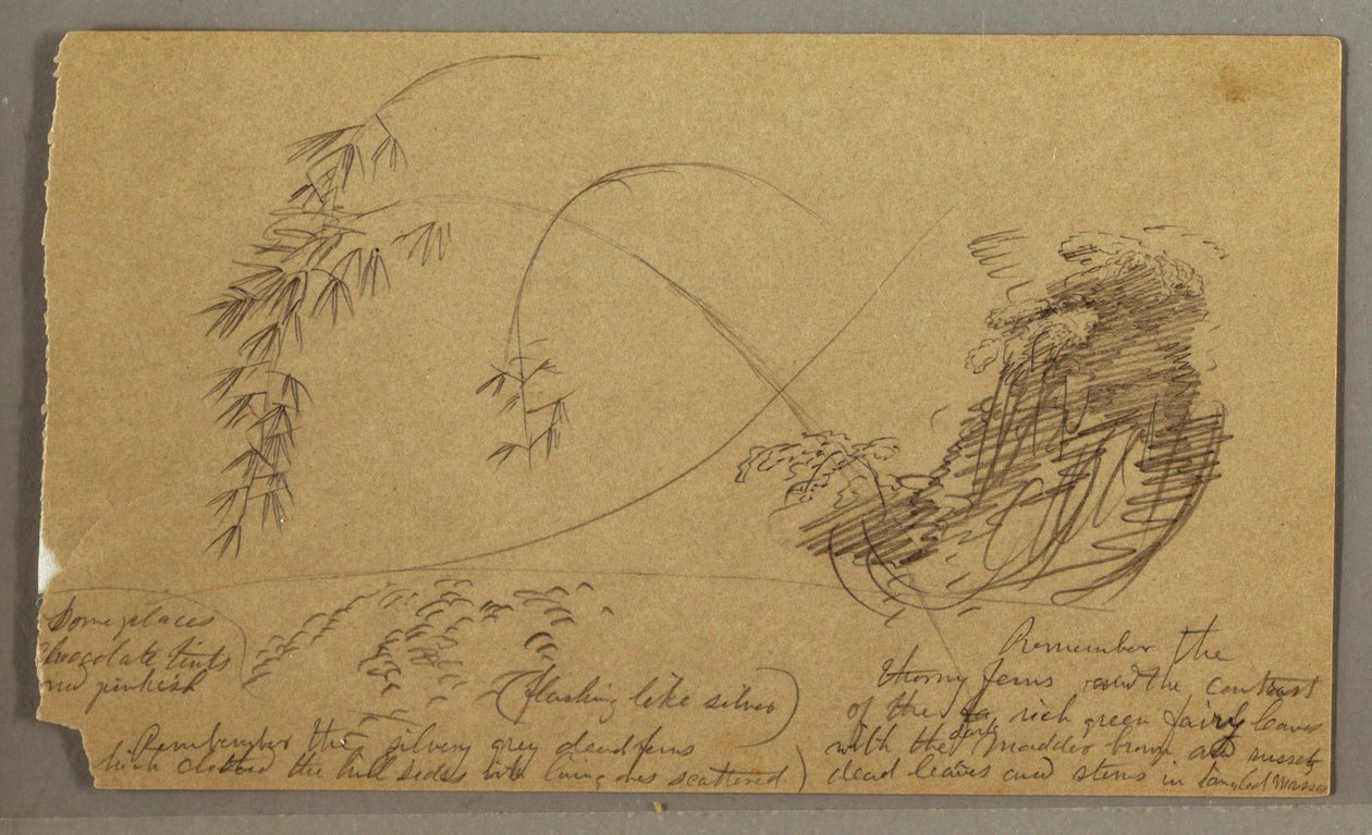 Dibujo, Ramitas de bambú, posiblemente 1865-66 de Frederic Edwin Church