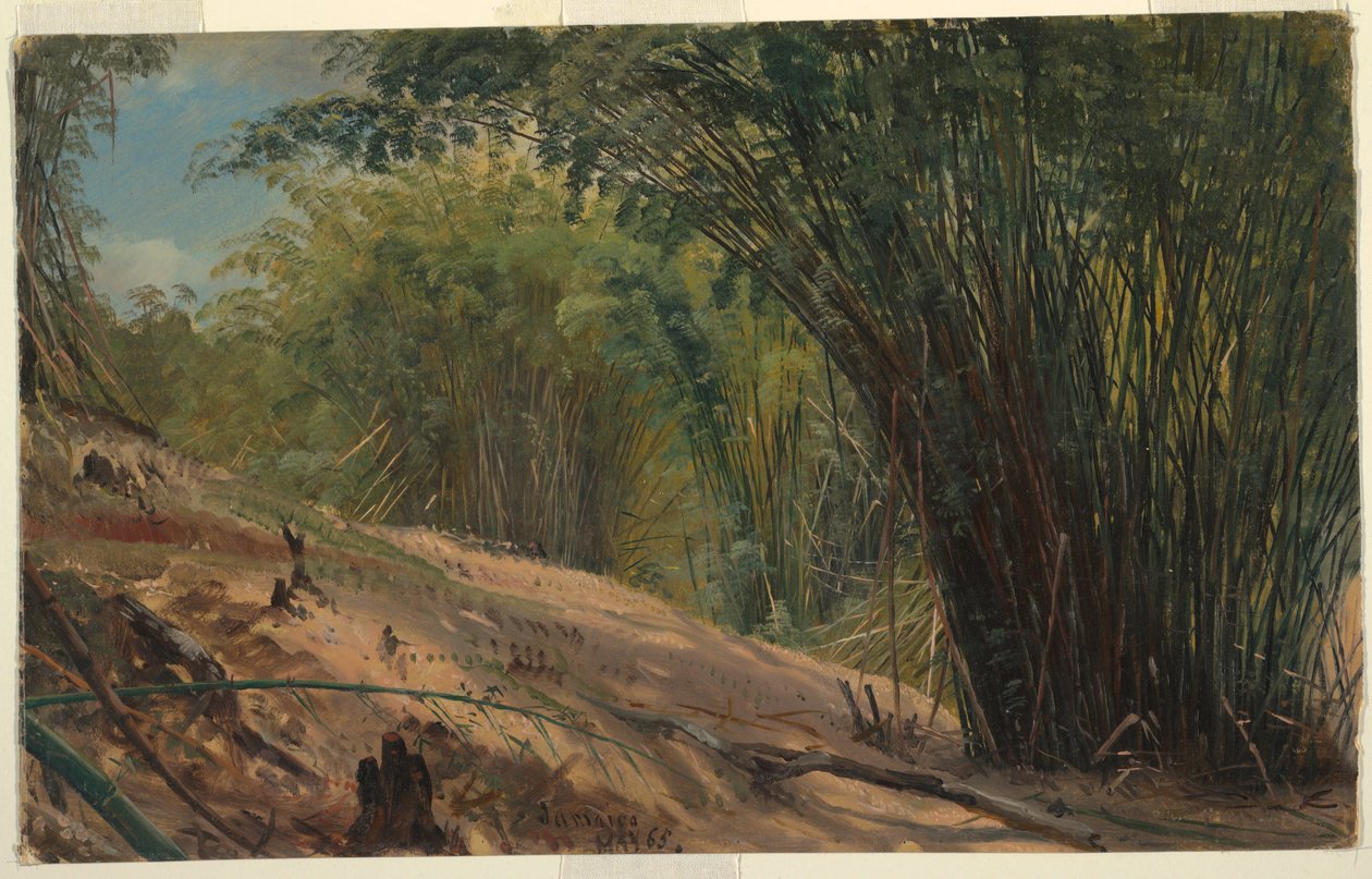Dibujo, Bamboo Grove, Jamaica, 1865 de Frederic Edwin Church