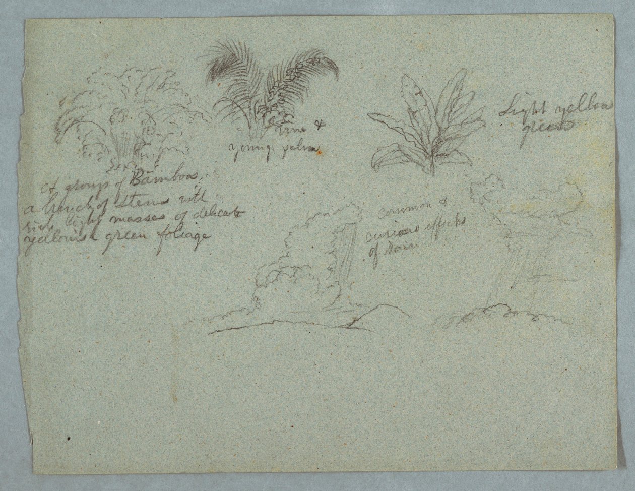 Dibujo, bambúes, enredadera y una palmera joven, planta, y dos escenas de lluvia cayendo de las nubes sobre crestas, Río Magdalena, Colombia, 1853, probablemente mayo. de Frederic Edwin Church