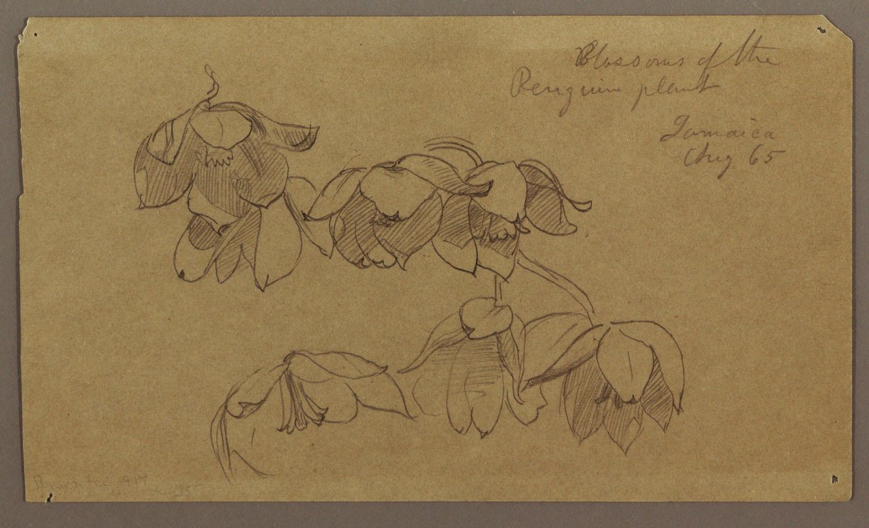 Dibujo, Flores de Penguin Hill, agosto de 1865 de Frederic Edwin Church