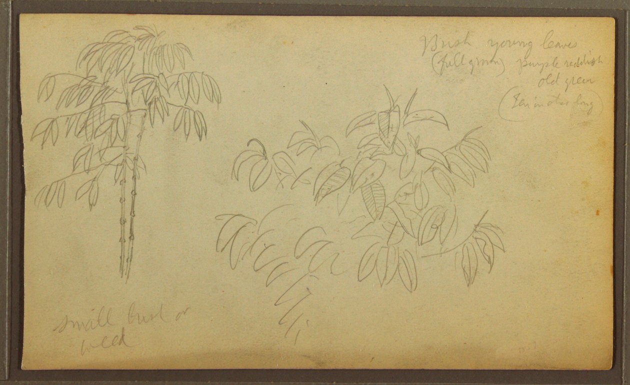 Dibujo, Bocetos botánicos, 1857 de Frederic Edwin Church