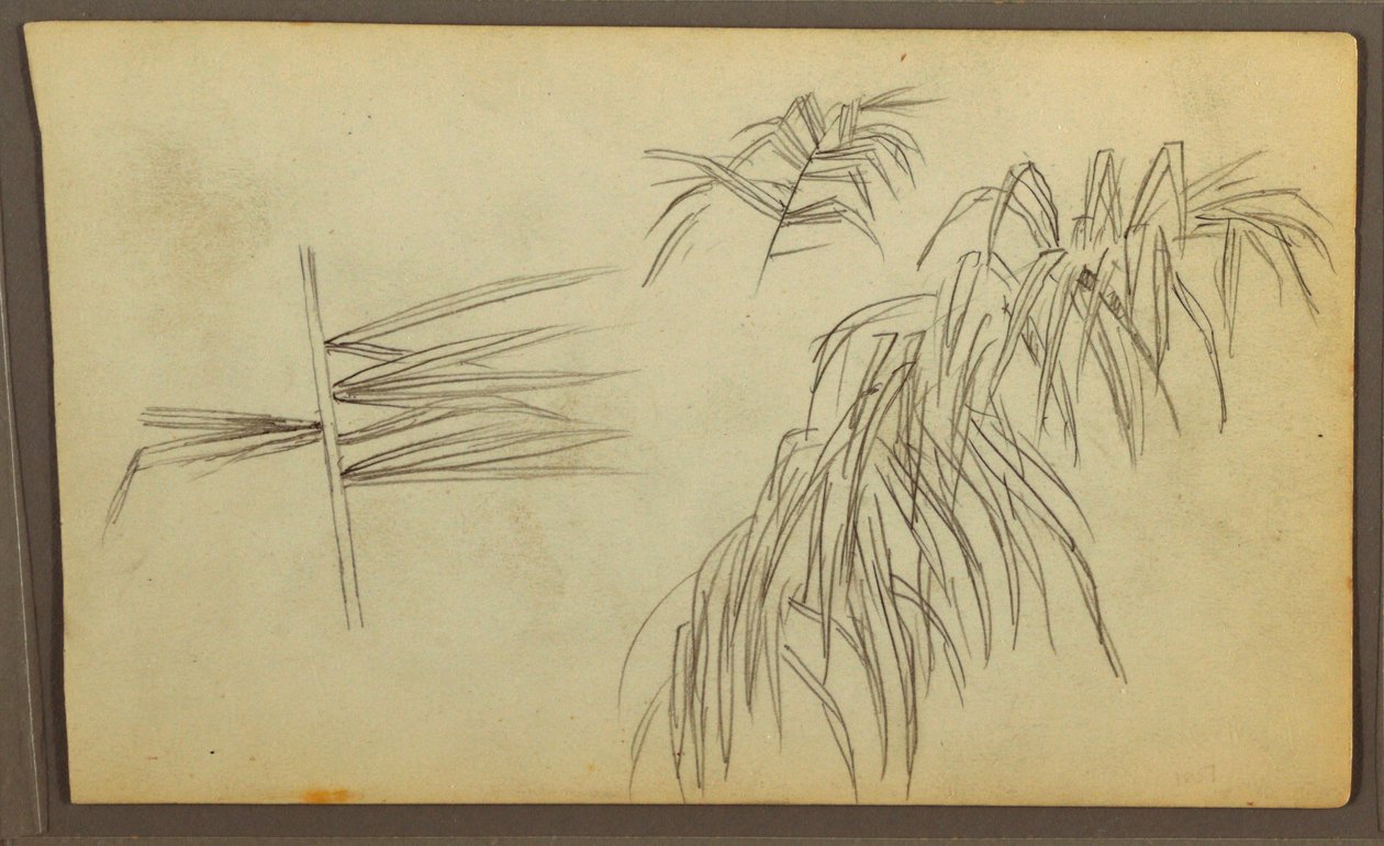Dibujo, Bocetos botánicos, 1857 de Frederic Edwin Church