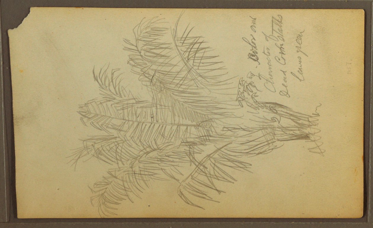 Dibujo, Bocetos botánicos, 1857 de Frederic Edwin Church