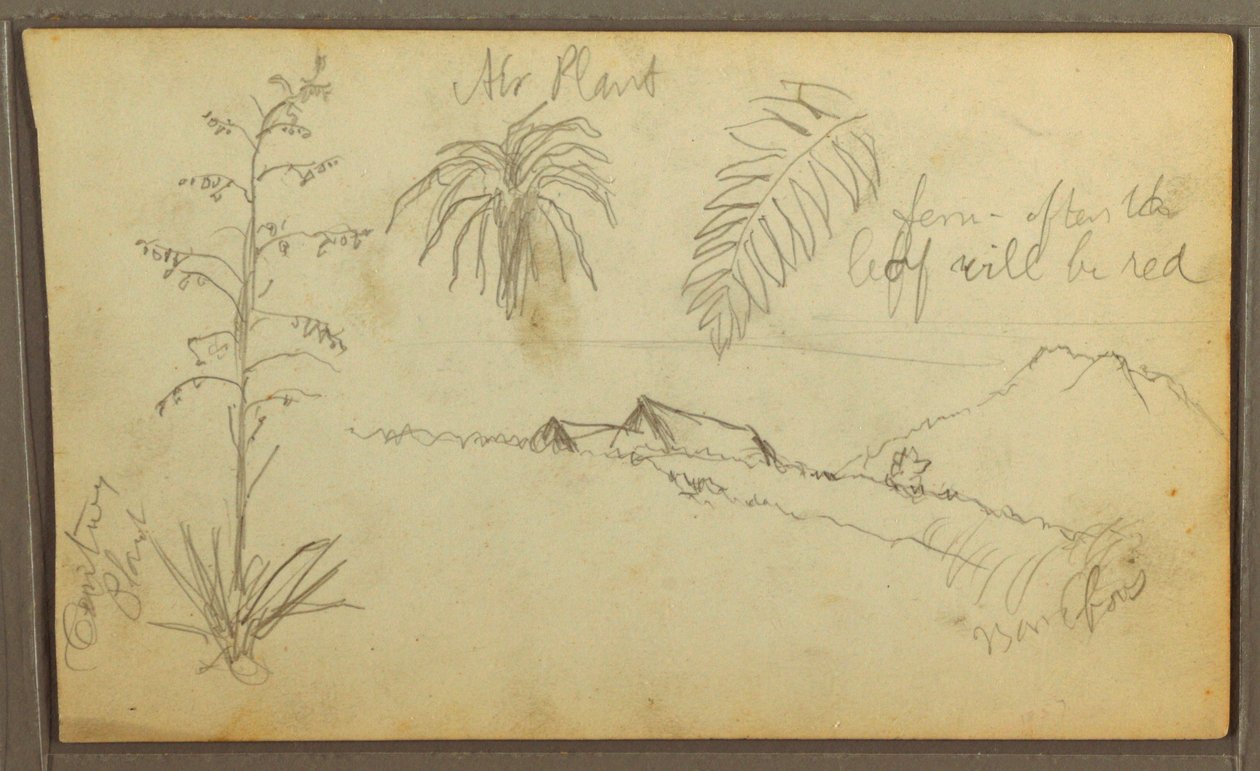 Dibujo, Bocetos botánicos, 1857 de Frederic Edwin Church