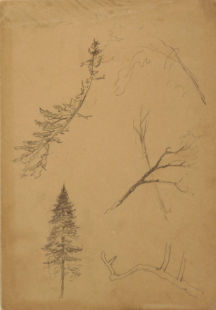 Dibujo, Bocetos botánicos, 1888 de Frederic Edwin Church