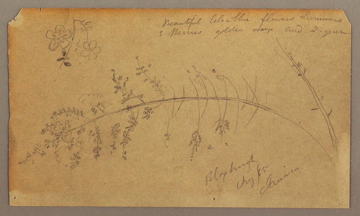 Dibujo, Bocetos botánicos, agosto de 1865 de Frederic Edwin Church