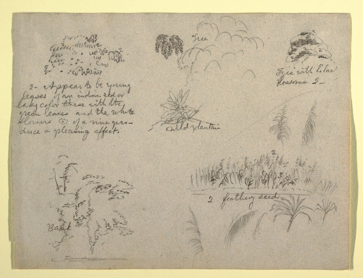 Dibujo, Bocetos botánicos, Colombia, 1853 de Frederic Edwin Church
