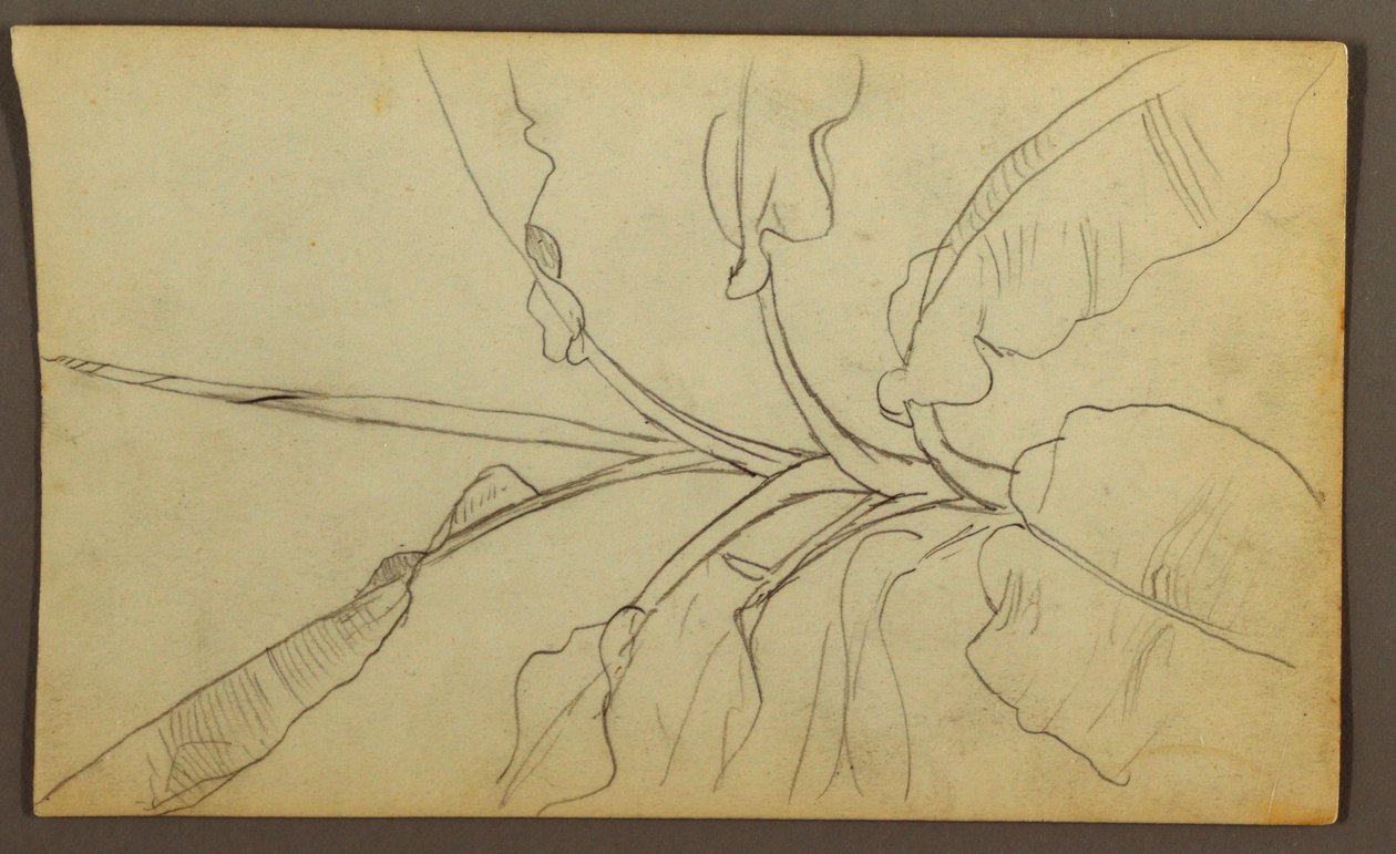 Dibujo, Bocetos botánicos, Ecuador o Colombia; Verso: Bocetos botánicos, 1857 de Frederic Edwin Church