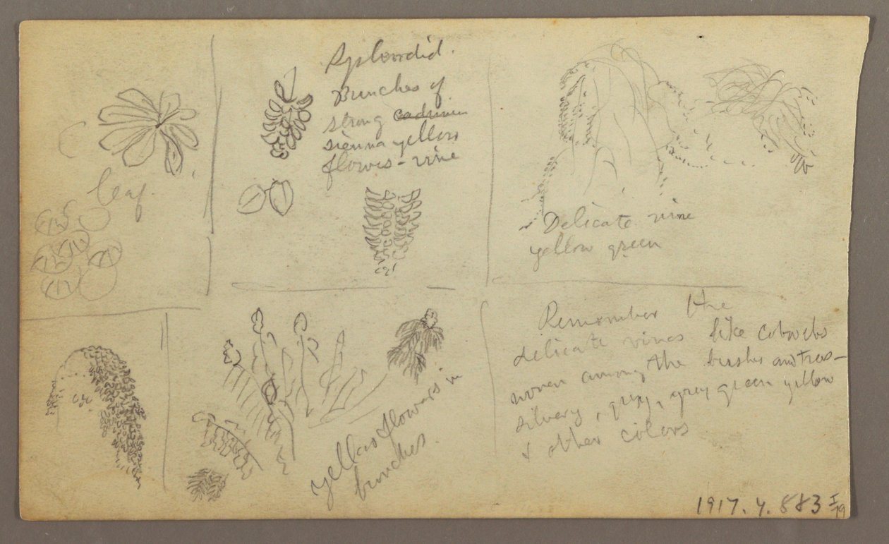 Dibujo, Bocetos botánicos, Ecuador o Colombia; Verso: Bocetos botánicos, 1857 de Frederic Edwin Church
