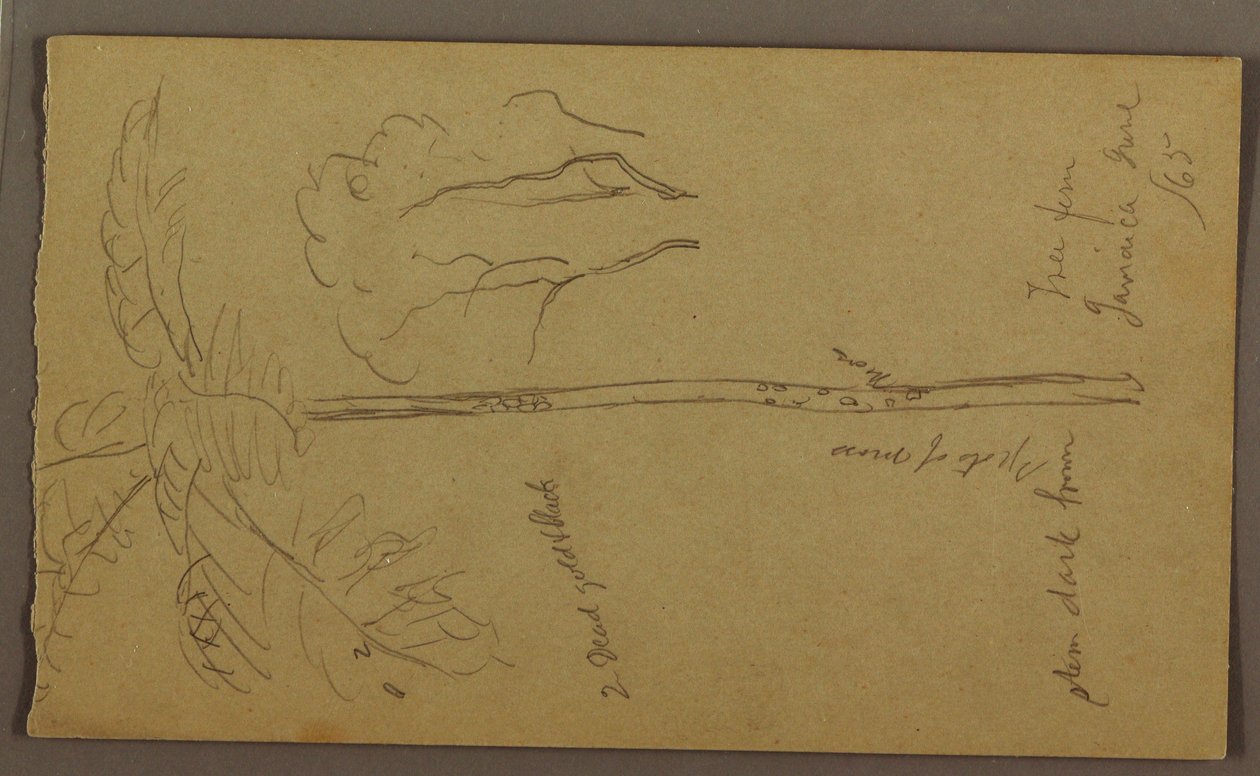 Dibujo, Bocetos botánicos, junio de 1865 de Frederic Edwin Church