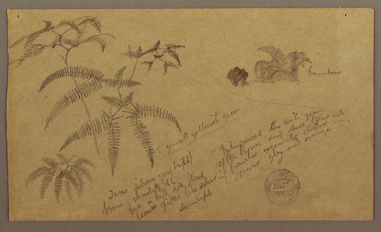 Dibujo, Bocetos botánicos, mayo-agosto de 1865 de Frederic Edwin Church
