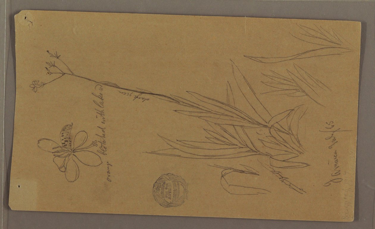 Dibujo, Bocetos botánicos que muestran detalles de una planta, Jamaica, julio de 1865 de Frederic Edwin Church