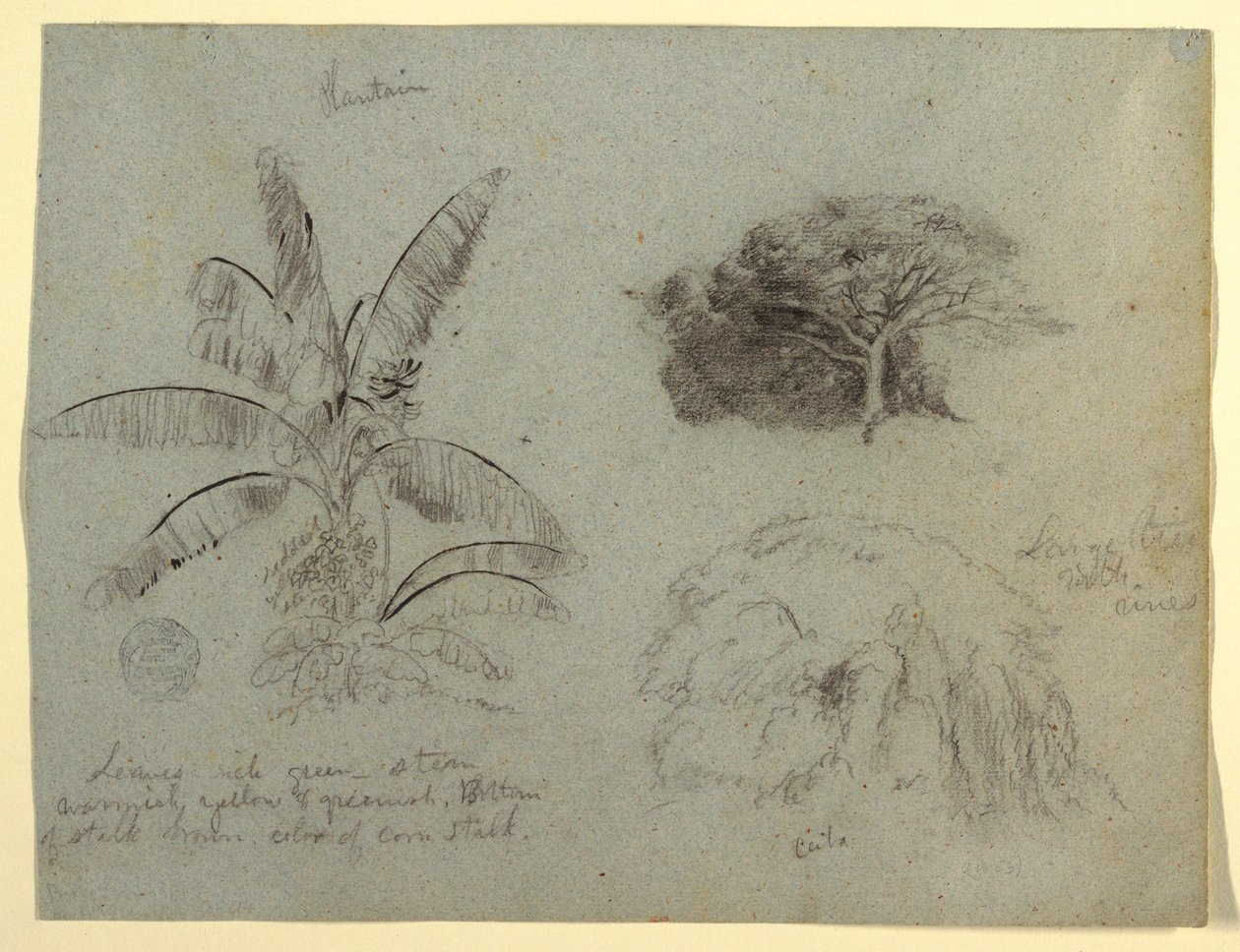 Dibujo, Bocetos botánicos, Sudamérica, mayo de 1853  de Frederic Edwin Church