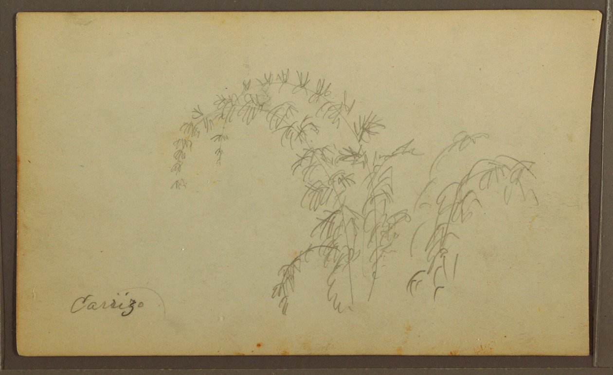 Dibujo, Bocetos botánicos; Verso: Bocetos botánicos, 1857 de Frederic Edwin Church