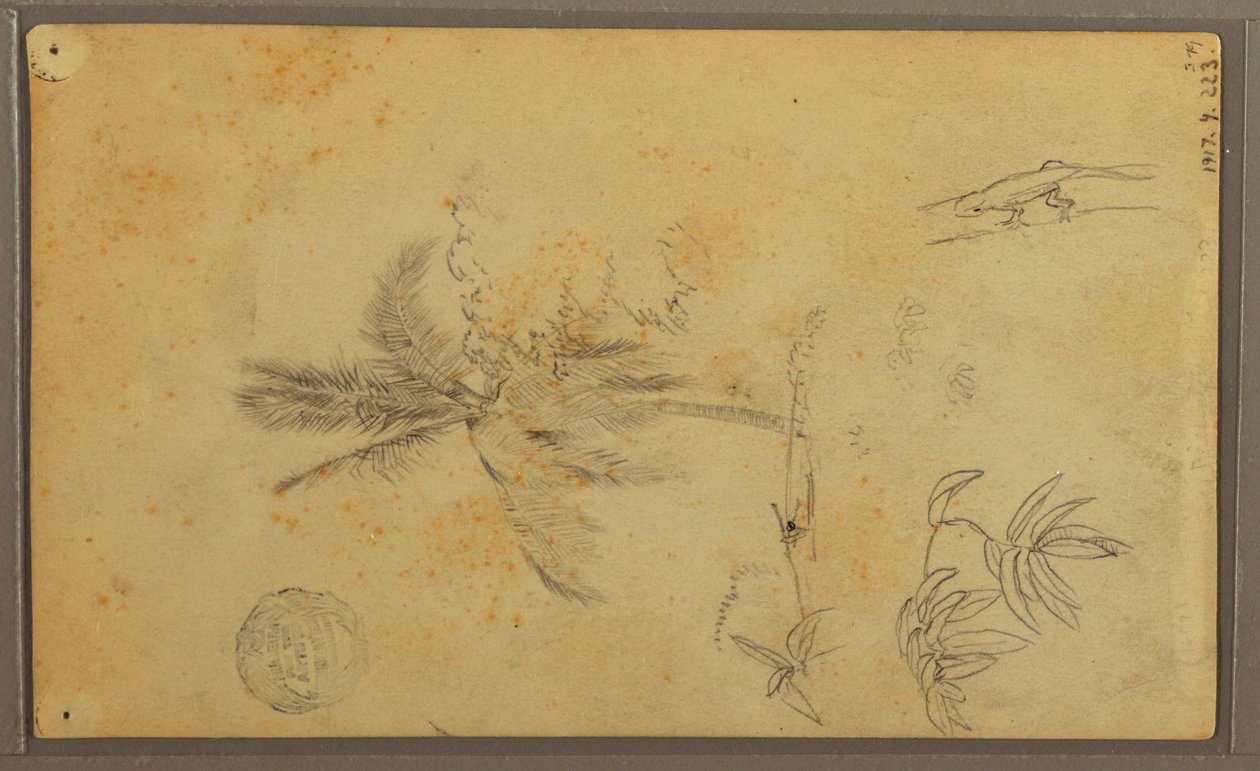 Dibujo, Bocetos botánicos; Verso: Lagarto, Palmera, 1857 de Frederic Edwin Church