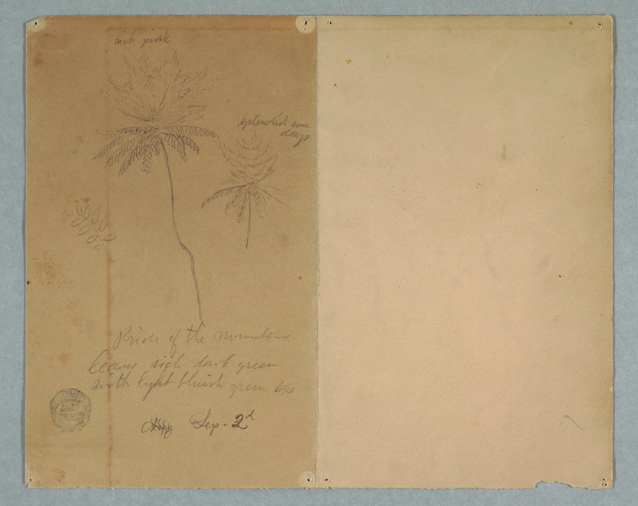Dibujo, Bocetos botánicos: una rama, un árbol y la copa de un árbol, Sudamérica, 2 de septiembre de 1853 de Frederic Edwin Church