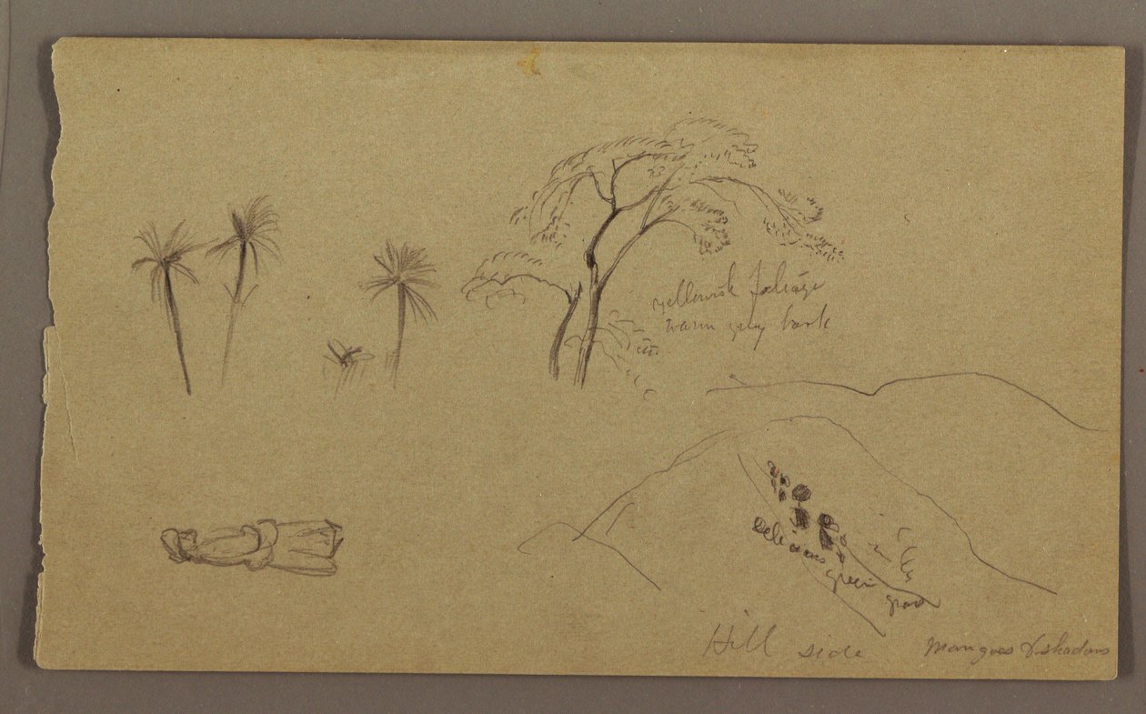 Dibujo, bocetos botánicos, figura, mayo-agosto de 1865 de Frederic Edwin Church