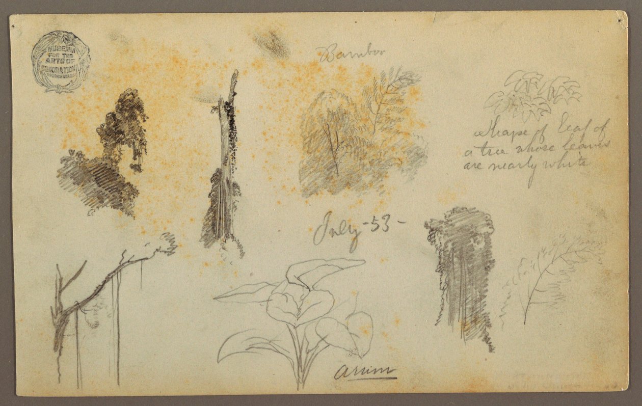 Dibujo, Bocetos botánicos de Colombia: Árboles de bambú, troncos y detalles, julio de 1853 de Frederic Edwin Church