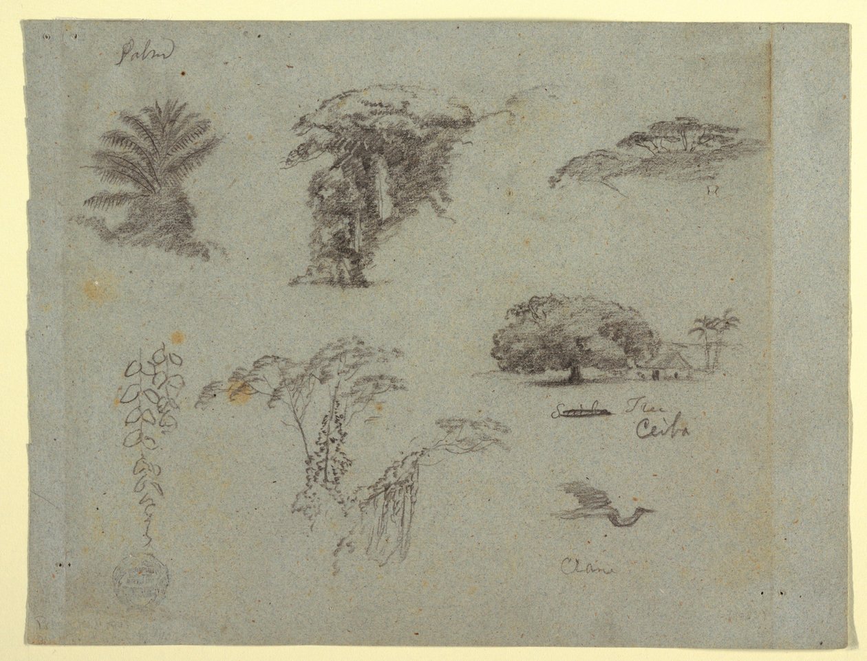Dibujo, Bocetos botánicos de Sudamérica: una palmera, grupos de árboles, ramitas colgantes, un gran árbol junto a una casa y una grulla voladora., 1853, probablemente mayo. de Frederic Edwin Church