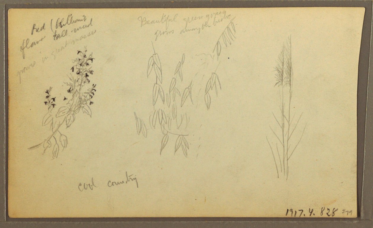 Dibujo, Bocetos botánicos, casa; bocetos botánicos, 1857 de Frederic Edwin Church