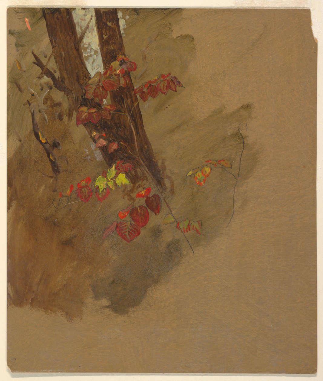 Dibujo, Estudios botánicos, 1860-70 de Frederic Edwin Church