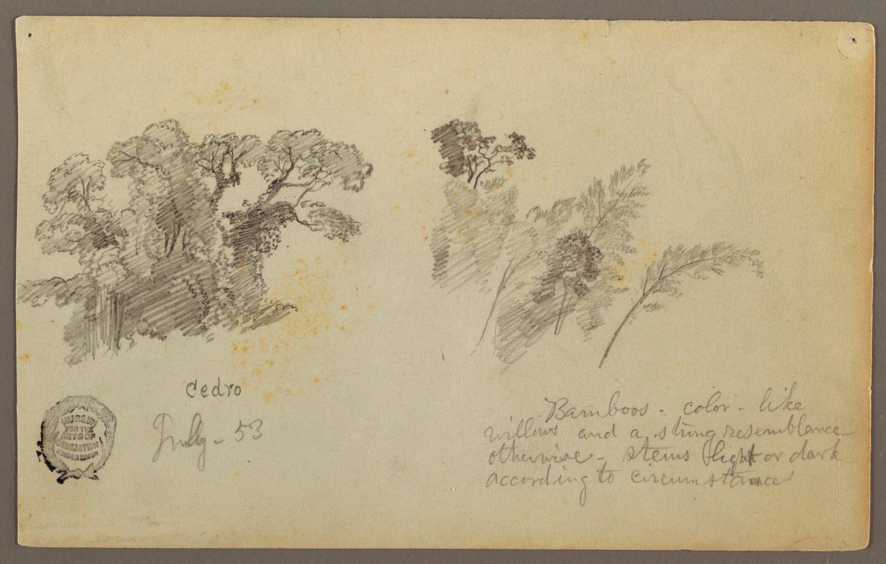 Dibujo, Estudios botánicos de Columbia, julio de 1853 de Frederic Edwin Church