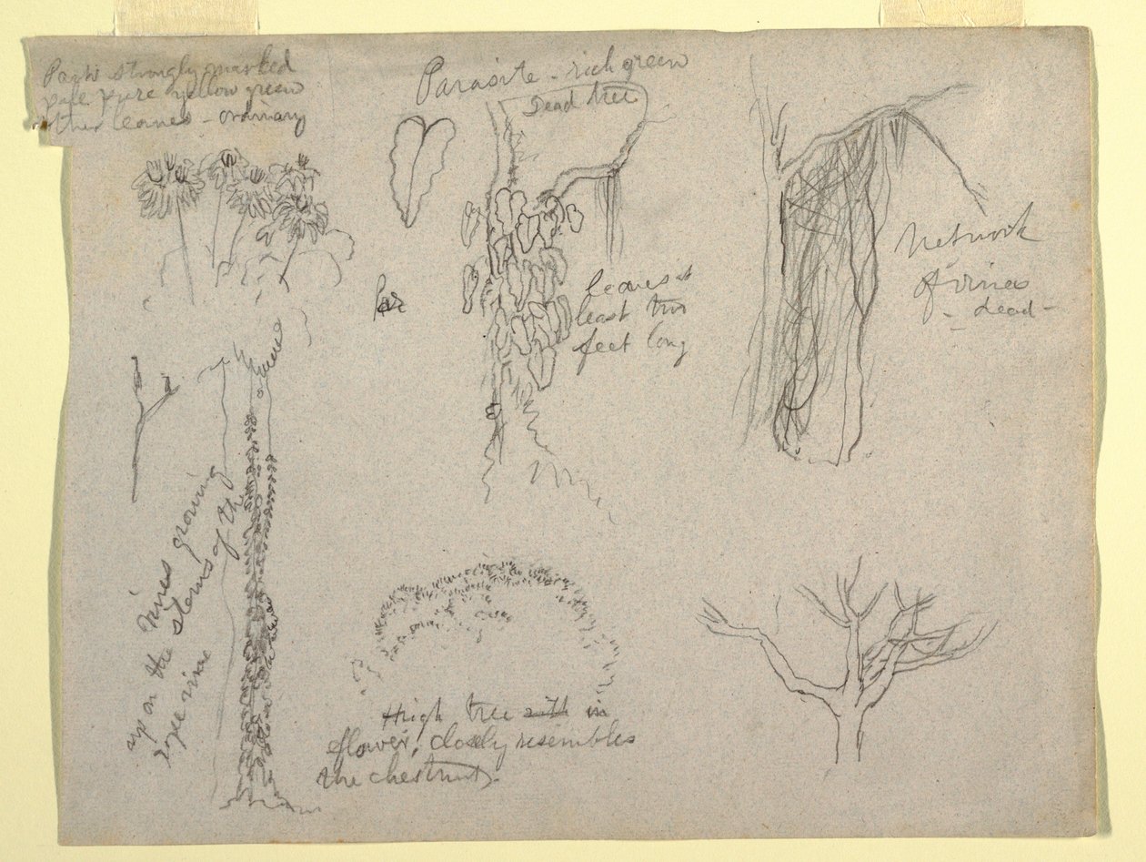 Dibujo, Estudios botánicos realizados en el Río Magdalena, Colombia:  Parásito, Árbol Muerto, 1853 de Frederic Edwin Church