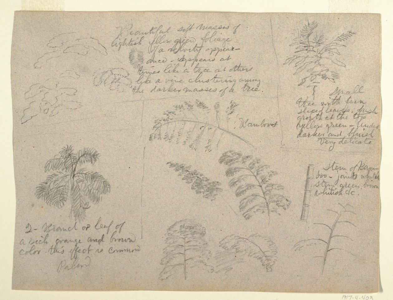Dibujo, Estudios botánicos, vistos desde el Río Magdalena, Colombia, 1853 de Frederic Edwin Church