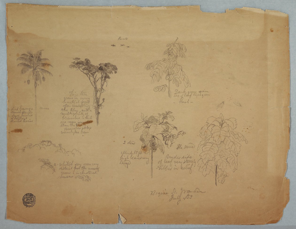 Dibujo, Estudios botánicos con loros voladores, Boquia, Colombia, julio de 1853 de Frederic Edwin Church
