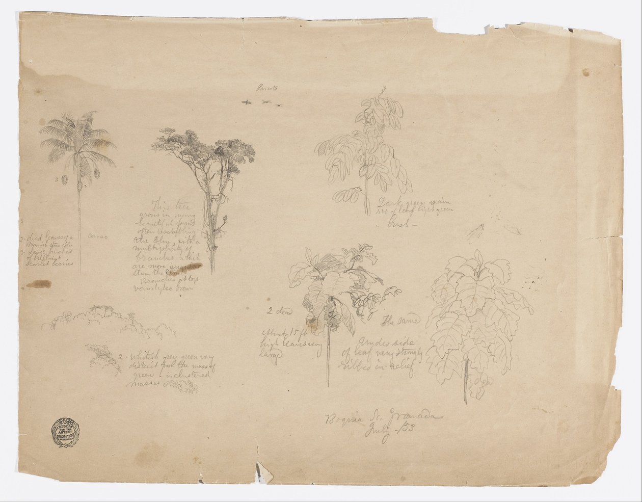 Dibujo.  Bocetos botánicos de Colombia. de Frederic Edwin Church