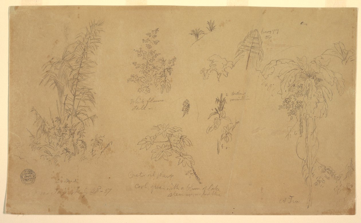Dibujo, Bocetos botánicos, "cerca de Jorje", 23 de julio de 1857 de Frederic Edwin Church