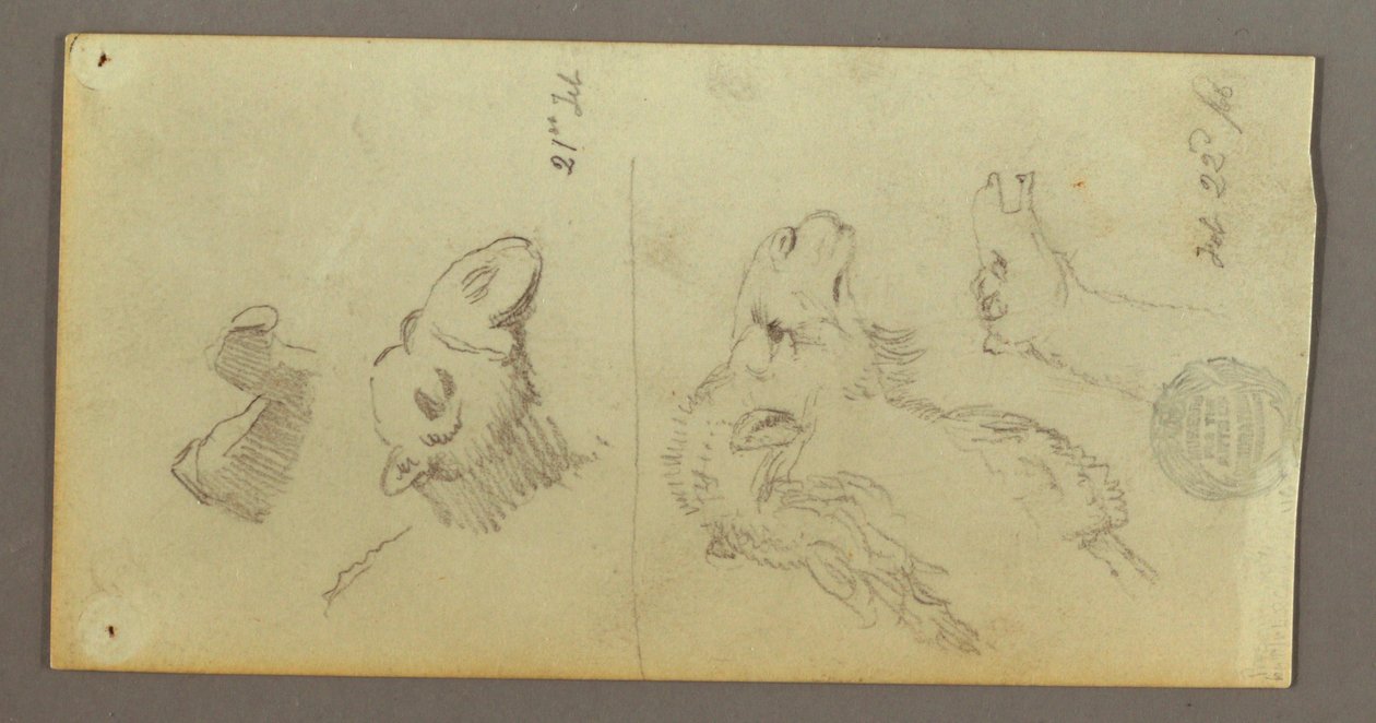 Dibujo, Estudios sobre camellos, 21-22 de febrero de 1868 de Frederic Edwin Church