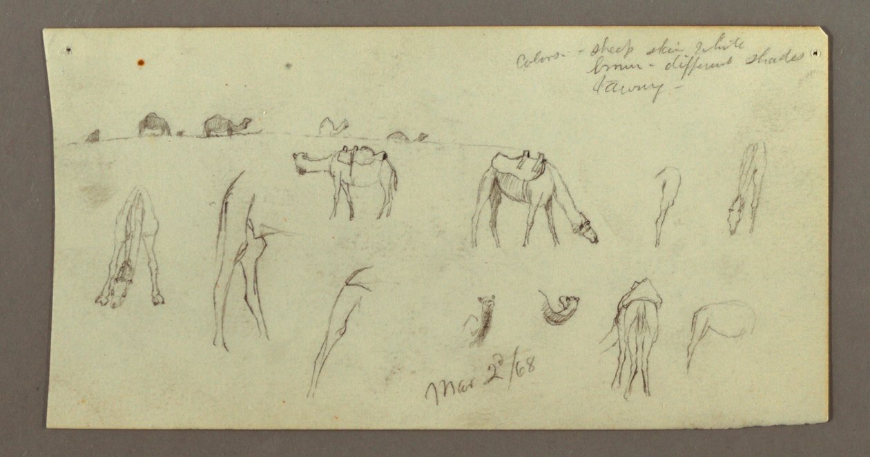 Dibujo, Estudios sobre camellos, 2 de marzo de 1868 de Frederic Edwin Church