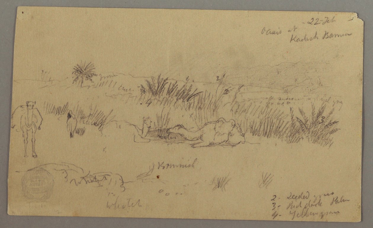 Dibujo, Camellos bebiendo en una colina, 22 de febrero, posiblemente 1868 de Frederic Edwin Church