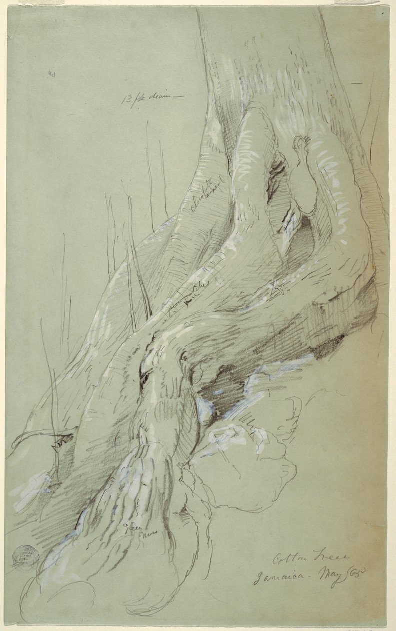 Dibujo, Raíces de algodonero creciendo en una ladera, Jamaica, mayo de 1865 de Frederic Edwin Church