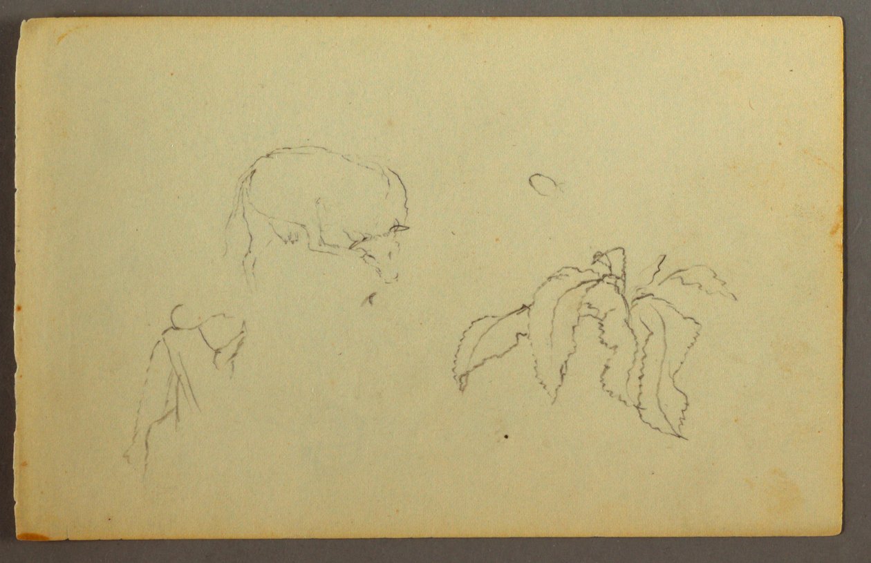 Dibujo, Vaca rascándose la cabeza, planta de hojas, posiblemente 1844 de Frederic Edwin Church