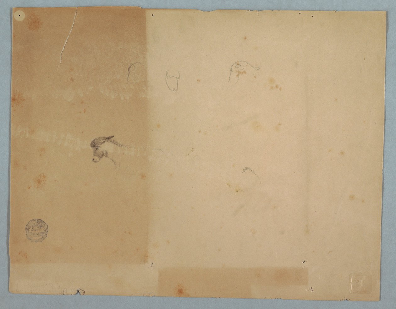 Dibujo, Detalles de cabezas de asno, Sudamérica, 1853 de Frederic Edwin Church