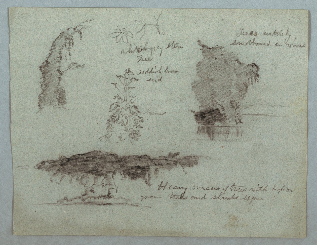 Dibujo, Detalles de flores, plantas y árboles a lo largo de la orilla de un río, Río Magdalena, Colombia, 1853, probablemente mayo de Frederic Edwin Church
