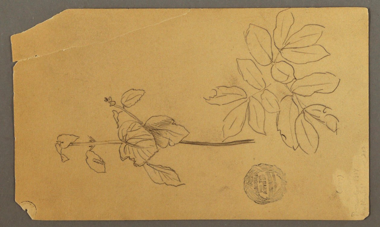 Dibujo, Dibujo.  Bocetos.  Tallo de una planta.   Ramas con hojas., posiblemente 1877 de Frederic Edwin Church