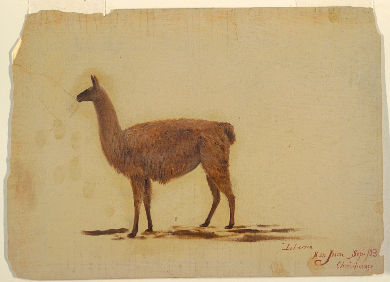 Dibujo, Ecuador, San Juan (Chimborazo), llama, septiembre de 1853 de Frederic Edwin Church