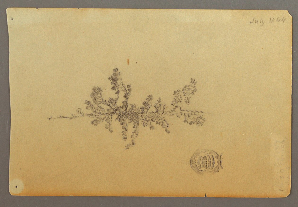 Dibujo, Árbol de hoja perenne, 1844 de Frederic Edwin Church