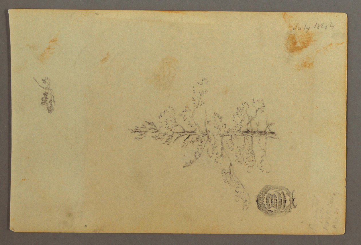 Dibujo, Árbol de hoja perenne, 1844 de Frederic Edwin Church