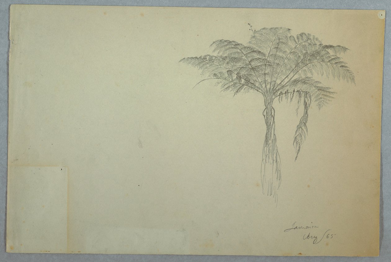 Dibujo, Estudio del helecho, Jamaica, agosto de 1865 de Frederic Edwin Church
