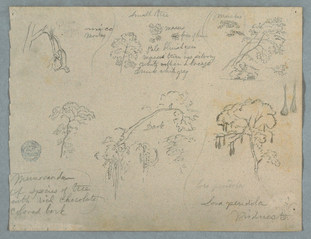 Dibujo, Cinco estudios botánicos con un mono colgado, probablemente Colombia, 1853 de Frederic Edwin Church