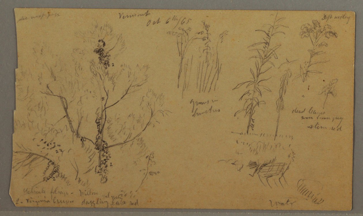 Dibujo, Flora Studies, 6 de octubre de 1865 de Frederic Edwin Church