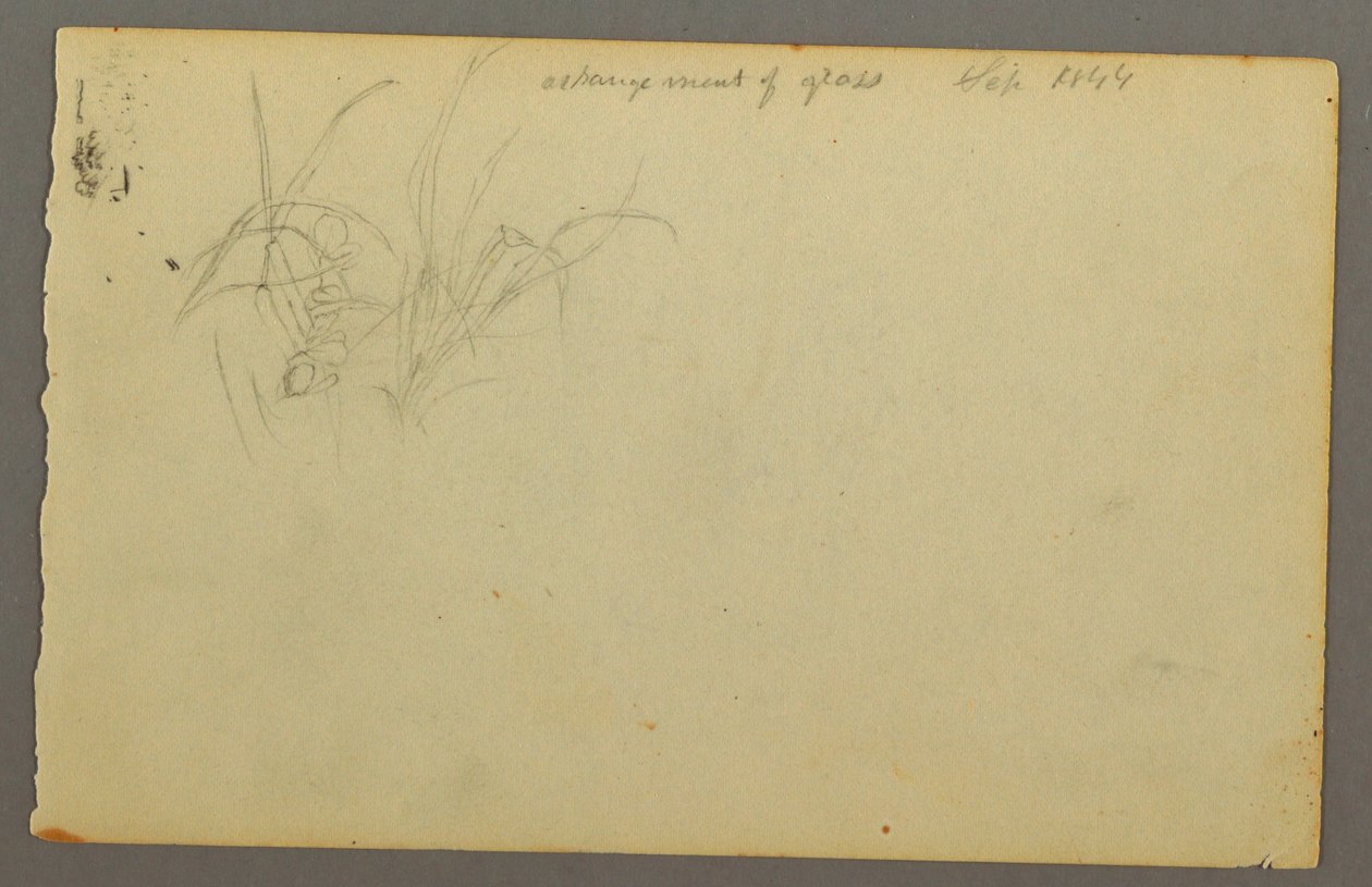 Dibujo, Hierbas, 1844 de Frederic Edwin Church