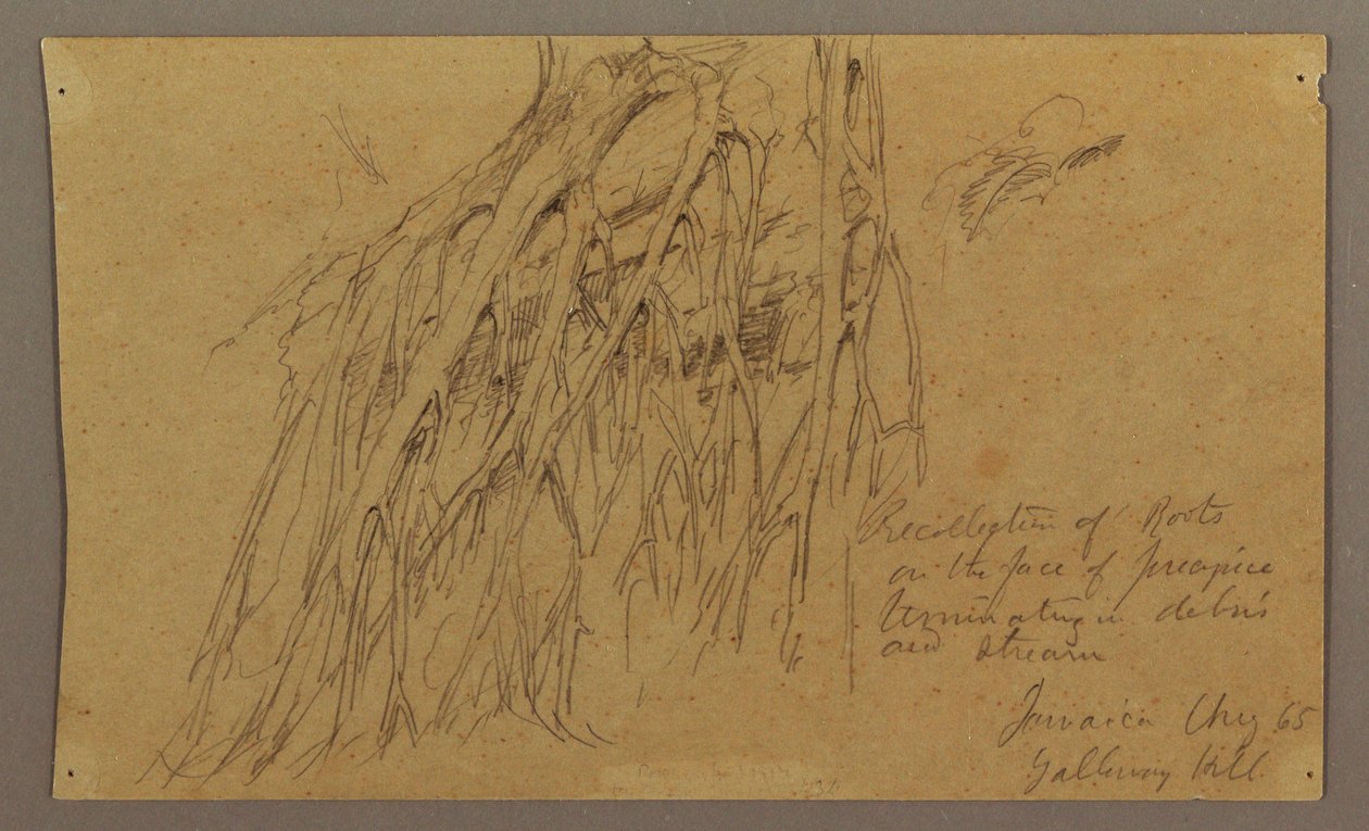 Dibujo, Raíces colgantes, Galleway Hill, agosto de 1865 de Frederic Edwin Church